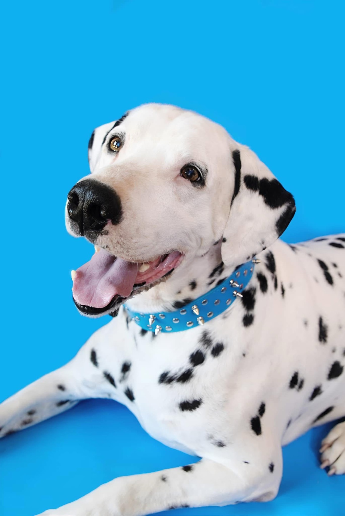 Studio portrait of a Dalmatian in a blue spiked collar lying against a bright blue backdrop